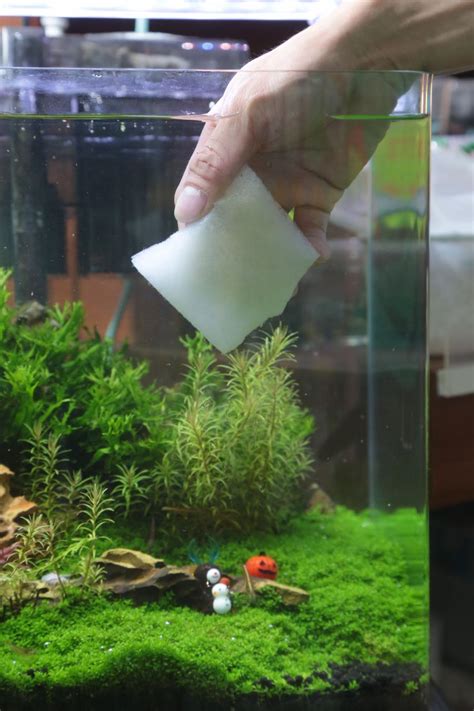 房間養魚 破財|發大財不再是口號！養魚招財撇步學以致用